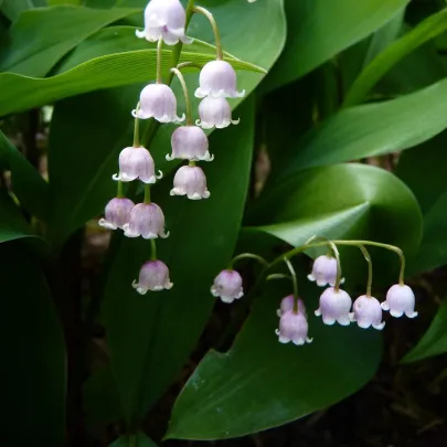 Konvalinka vonná ružová - Convallaria majalis - voľnokorenné sadenice - 1 ks