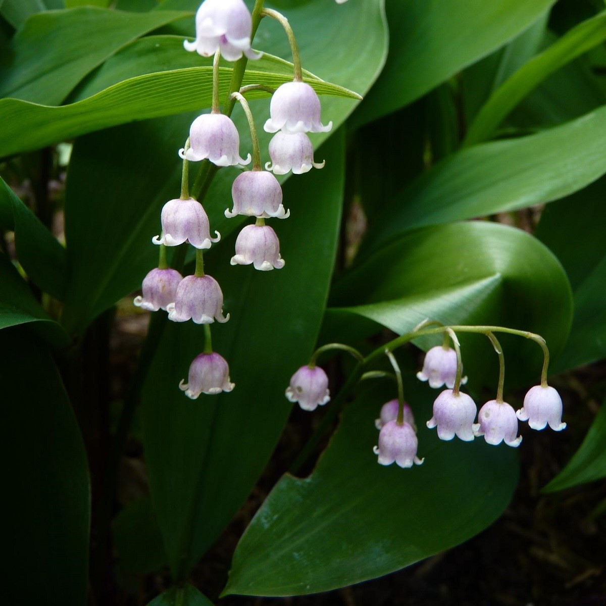 Konvalinka vonná ružová - Convallaria majalis - voľnokorenné sadenice - 1 ks