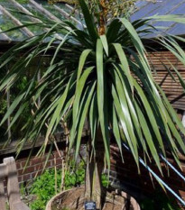 Dracéna obrovská - Draceana draco - semená - 4 ks