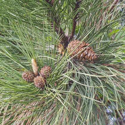 Borovica ťažká - Pinus ponderosa - semená - 6 ks