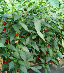 Chilli Koral - Capsicum annuum - semená - 40 ks