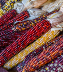 Kukurica Multicolor Amero Mix okrasná - Zea mays - semená - 15 ks