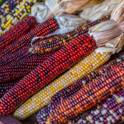 Kukurica Multicolor Amero Mix okrasná - Zea mays - semená - 15 ks