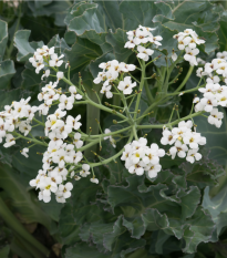 Katran prímorský - Crambe maritima - semená - 4 ks