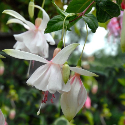Fuchsia bolívijská biela – Fuchsia boliviana – semená
