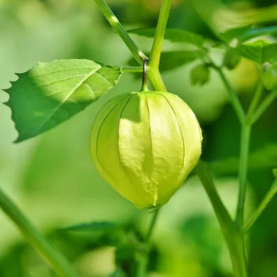 Tomatillo Verde - Physalis philadelphica - semená - 7 ks