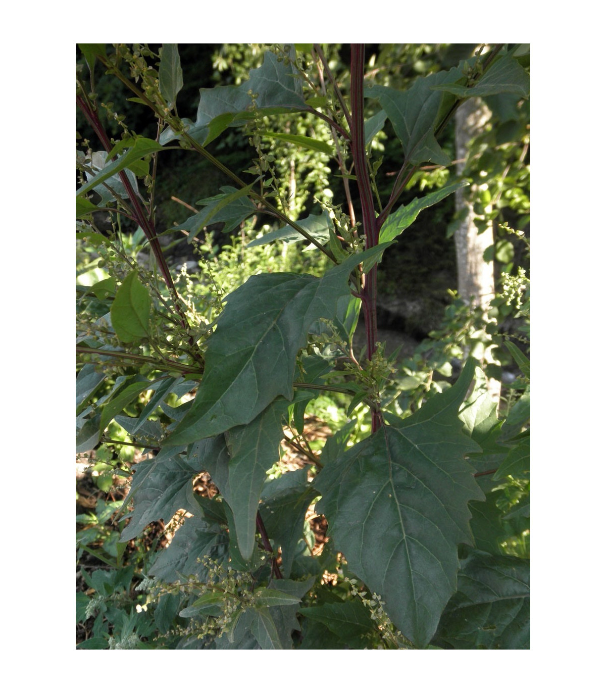 Loboda záhradná - Atriplex hortensis - semená - 0,5 g