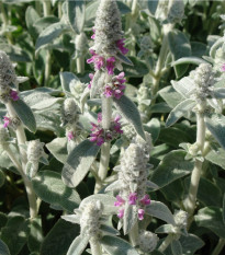 Čistec vlnatý - Stachys byzantina - semená - 50 ks