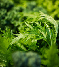 Rukola Úzkolistá Grazia - Diplotaxis tenuiflora - semená - 20 ks