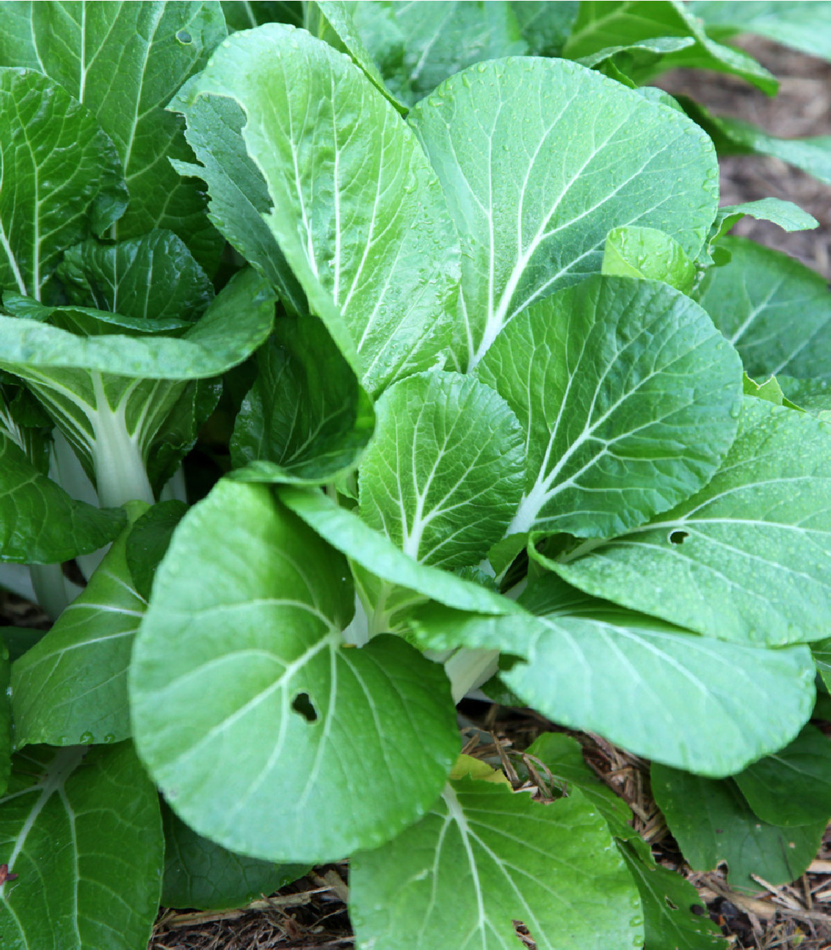 Horčica šalátová Misome F1 - Brassica campestris - semená - 20 ks