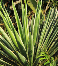 Agáve bulliana - Agave bulliana - semená - 9 ks
