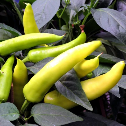 Paprika Sladký banán - Capsicum annuum - semená - 9 ks