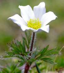 Poniklec alpský - Pulsatilla vulgaris - semená - 10 ks