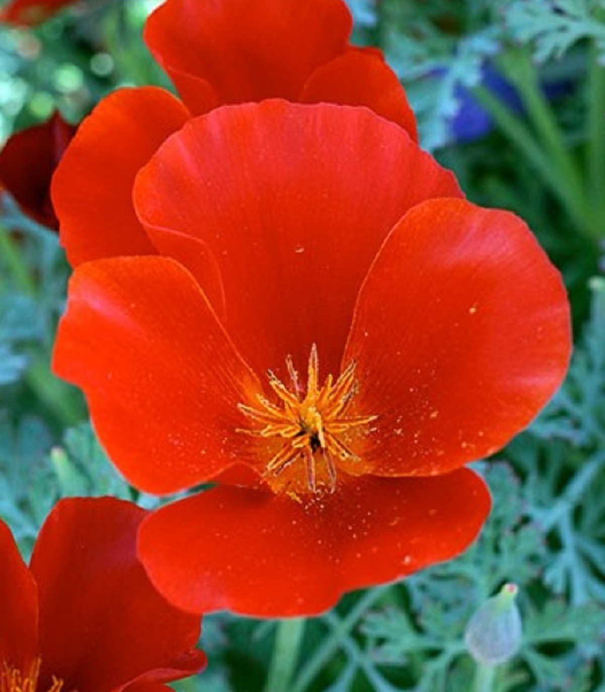 Slncovka kalifornská červená – Eschscholzia californica – semená