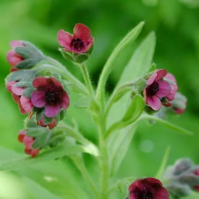 Psojazyk lekársky - Cynoglossum officinale - semená - 10 ks