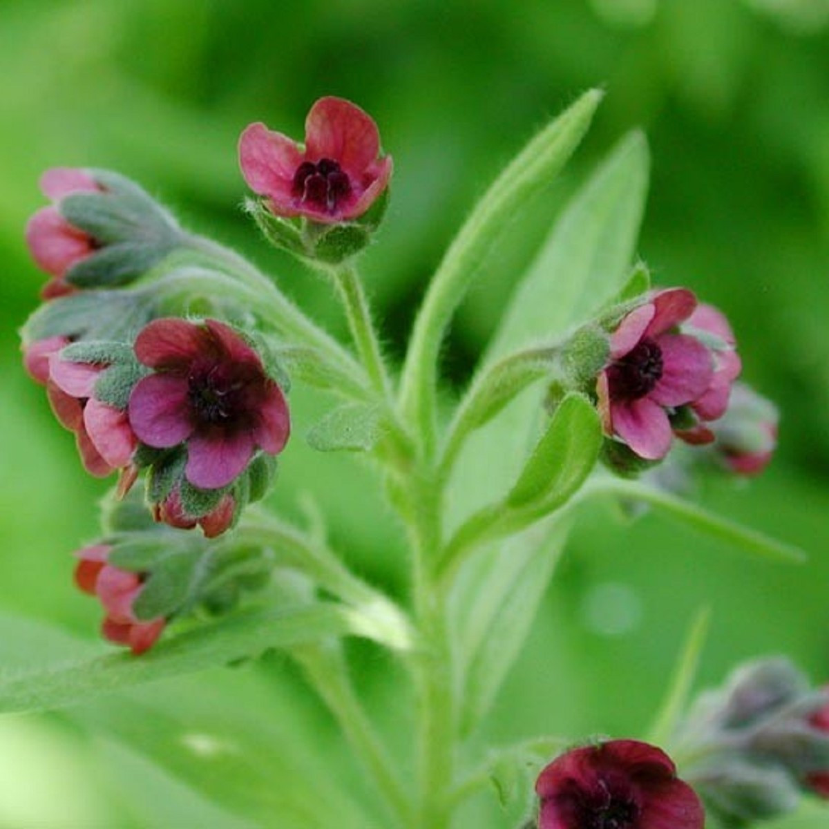 Psojazyk lekársky - Cynoglossum officinale - semená - 10 ks