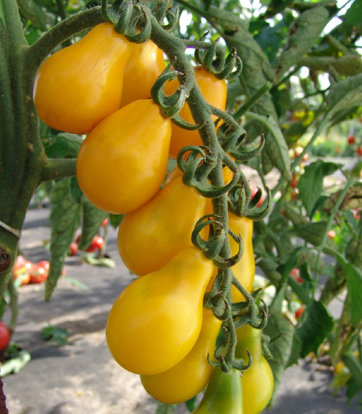 Semená paradajky – Paradajka Perun – Solanum lycopersicum