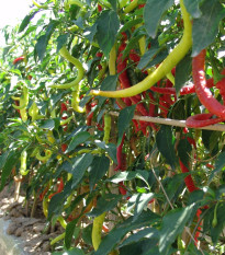 Paprika kozí/baraní roh Beros - Capsicum annuum - semená - 15 ks