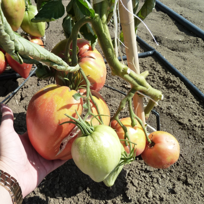 Semená paradajky – Paradajka Býčie srdce Herodes – Solanum lycopersicum