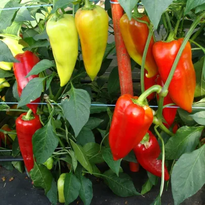 Paprika Beja F1 - Capsicum annuum - semená - 10 ks