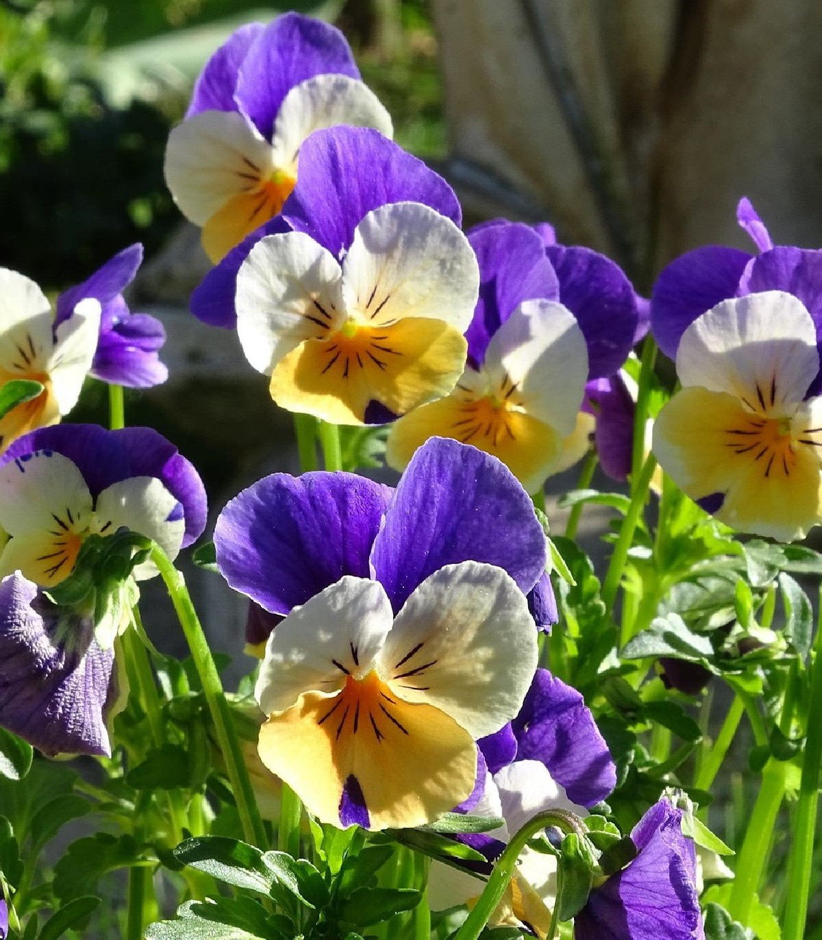 Fialka rohatá Miss Helen Mount - Viola cornuta - semená - 100 ks