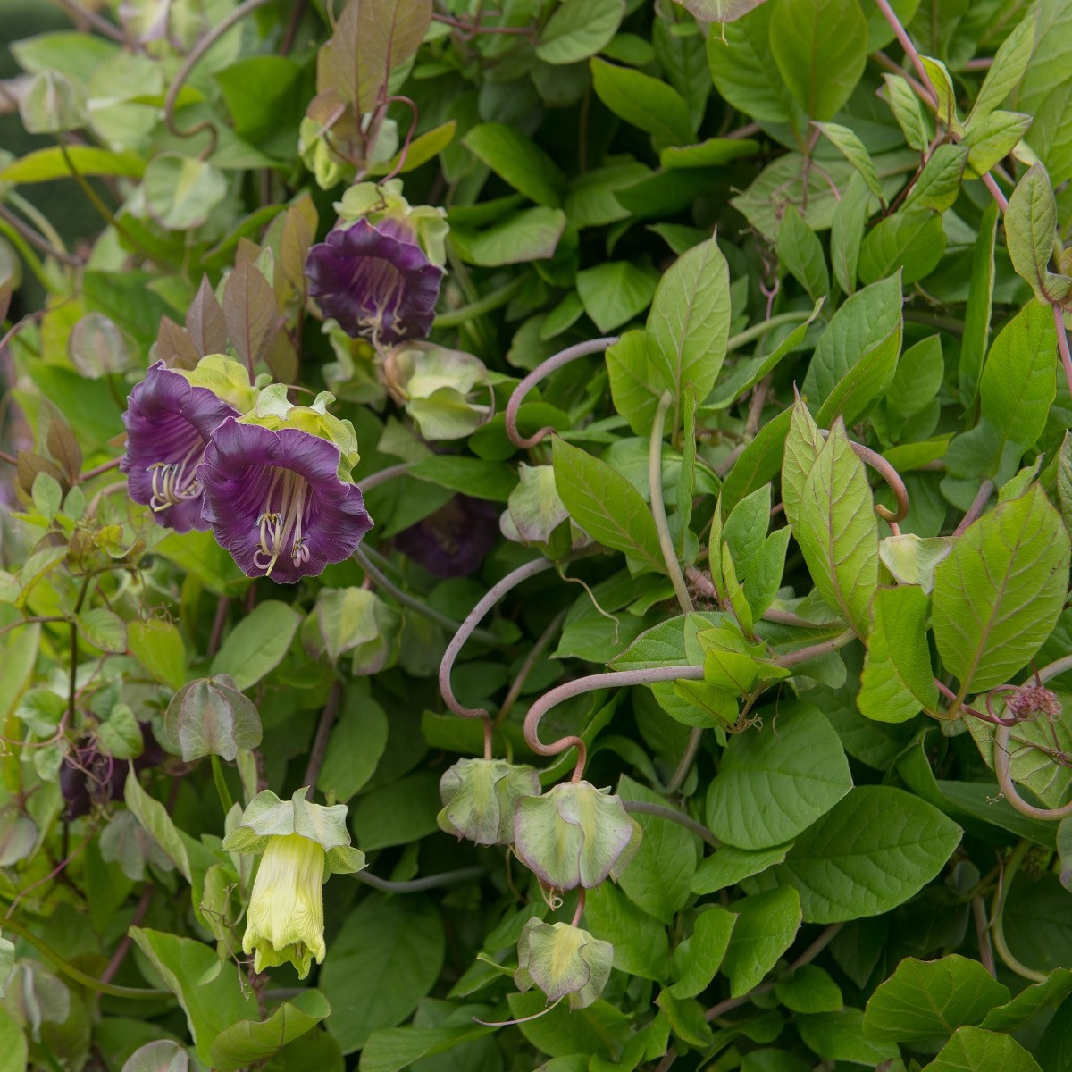 Kobea šplhavá fialová - Cobaea scandens - semená - 7 ks