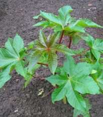 Ricín obyčajný zanzibariensis - Ricinus communis - semená - 3 ks