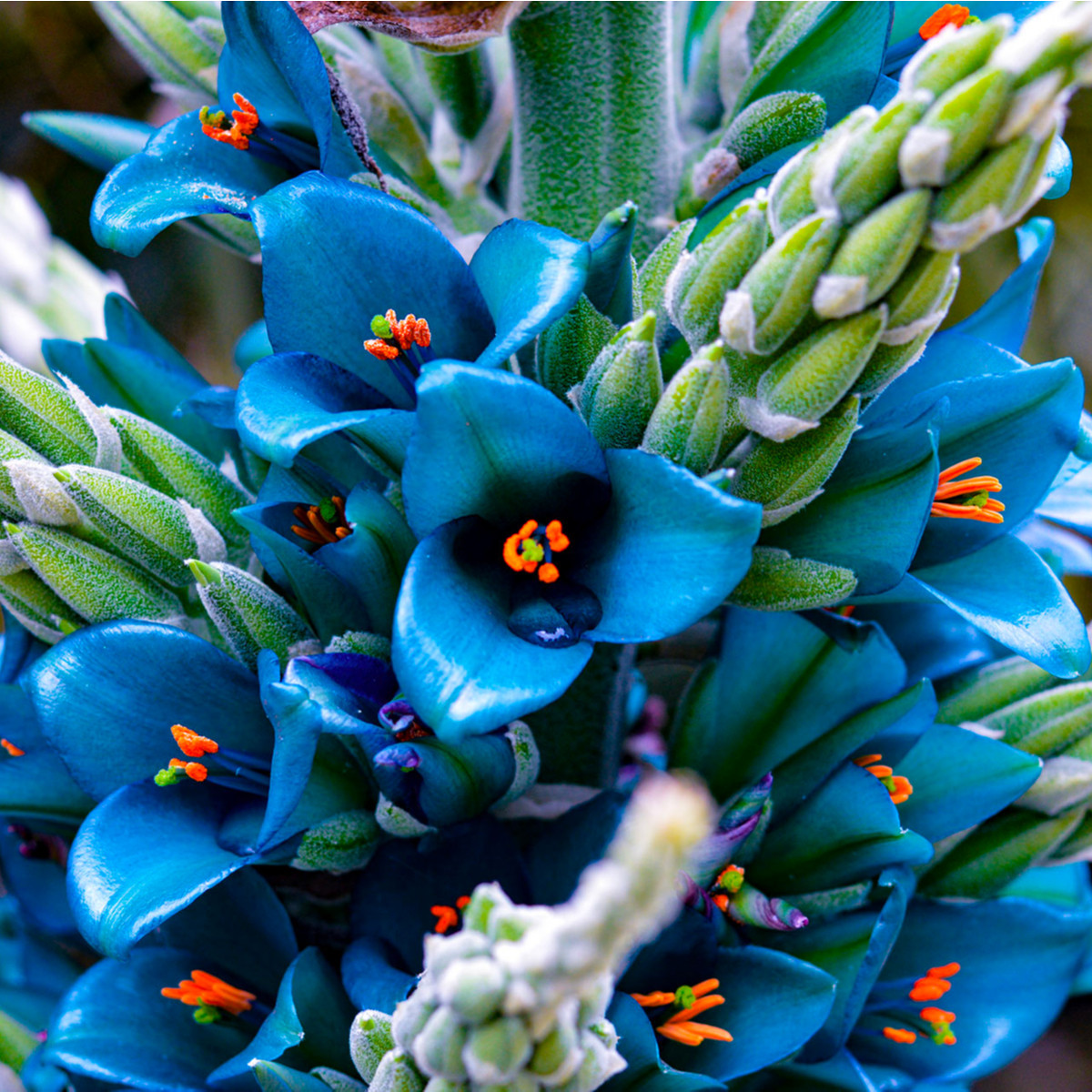 Puja - Puya Venusta - semená - 20 ks