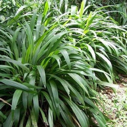 Palmová tráva - Setaria palmifolia - semená - 10 ks