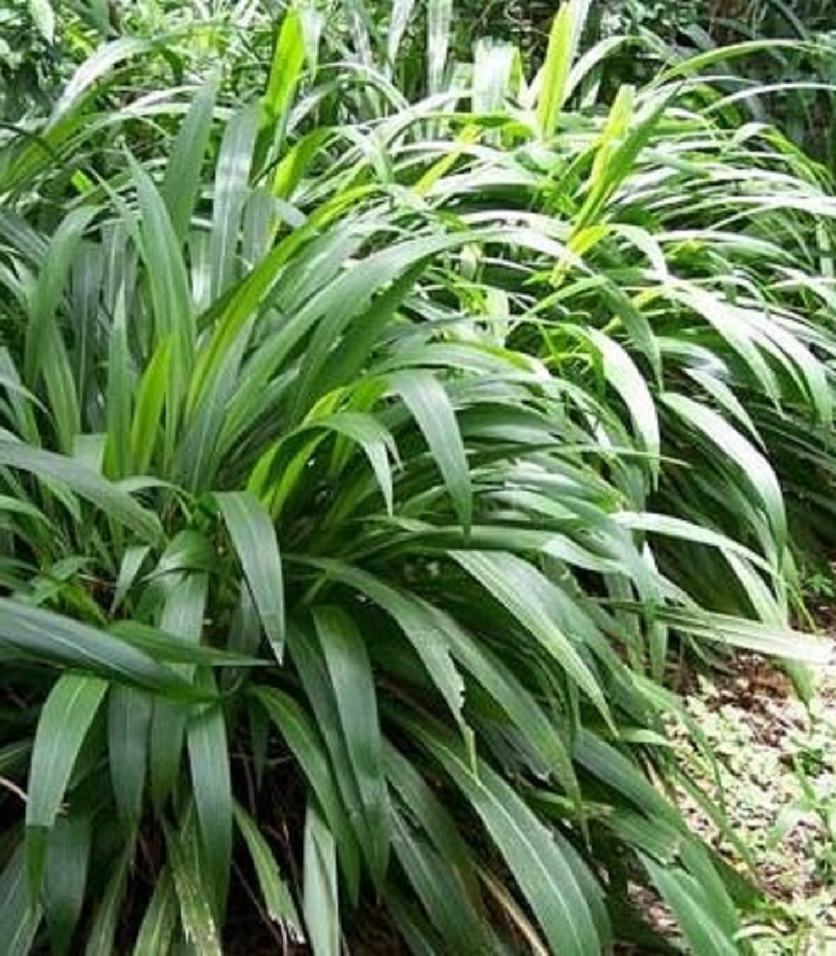 Palmová tráva - Setaria palmifolia - semená - 10 ks