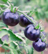 Paradajka Indigo Rose - Solanum lycopersicum - semená - 7 ks