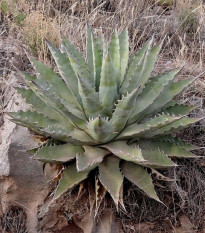 Agáve chrysantha - Agave - semená - 10 ks