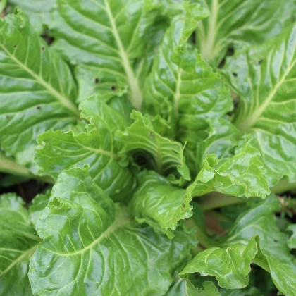 Mangold zelený Gewone - Beta vulgaris - semená - 180 ks