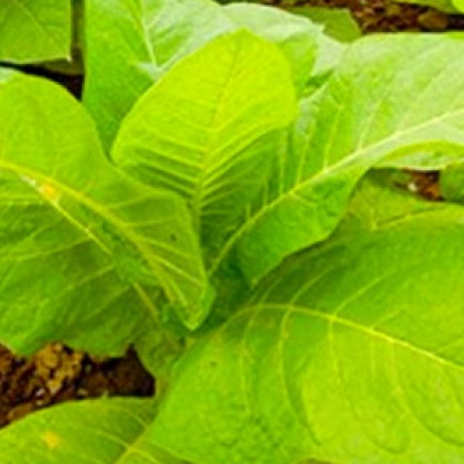 Tabak Madole ŠPECIÁL - Nicotiana tabacum - semená - 20