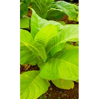 Tabak Madole ŠPECIÁL - Nicotiana tabacum - semená - 20
