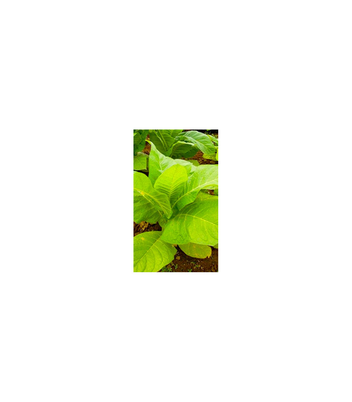 Tabák Madole SPECIÁL - semena Tabáku - Nicotiana tabacum - 20 