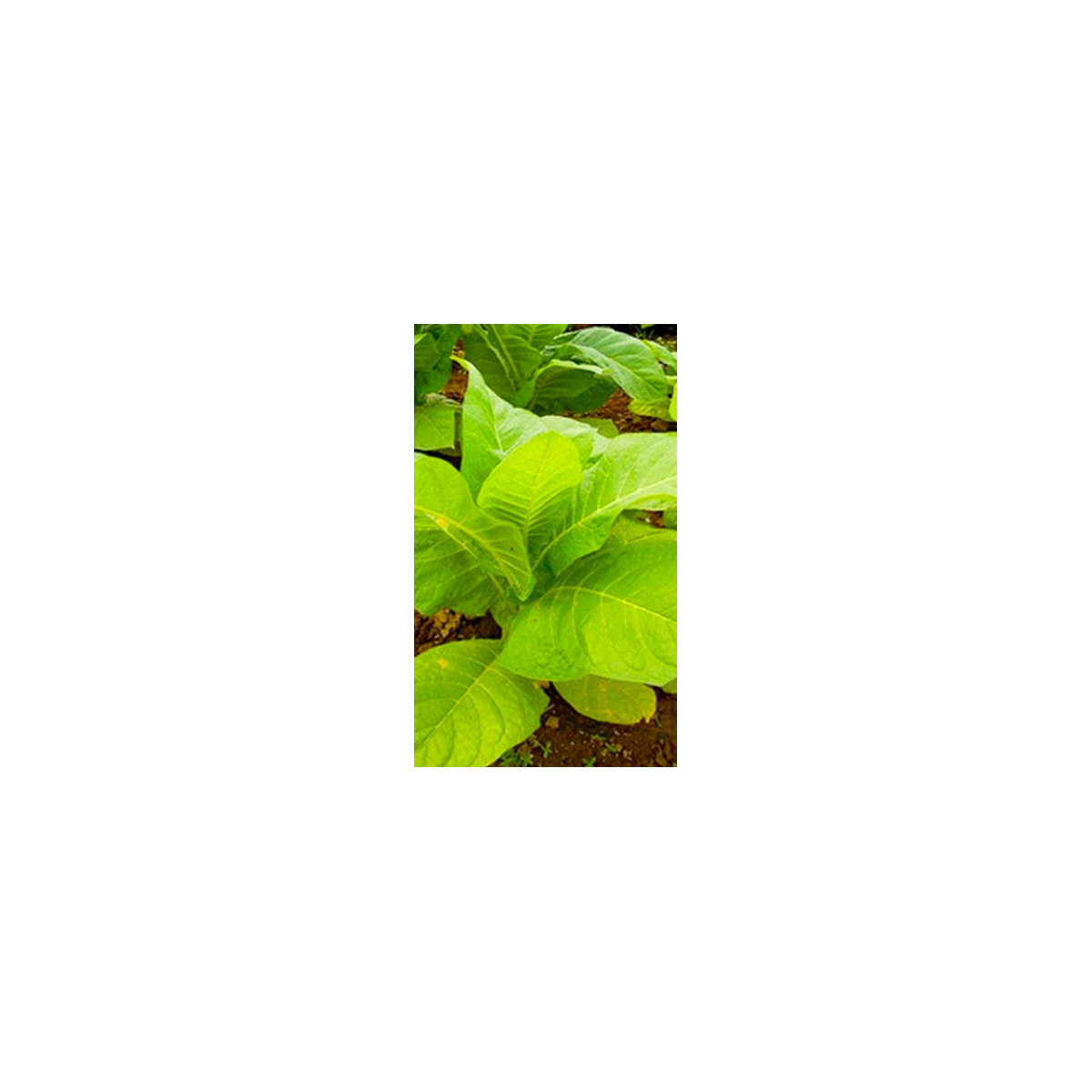 Tabak Madole ŠPECIÁL - Nicotiana tabacum - semená - 20