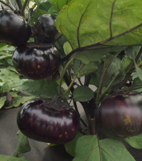 Baklažán Laura - Solanum melongena - semená - 30 ks