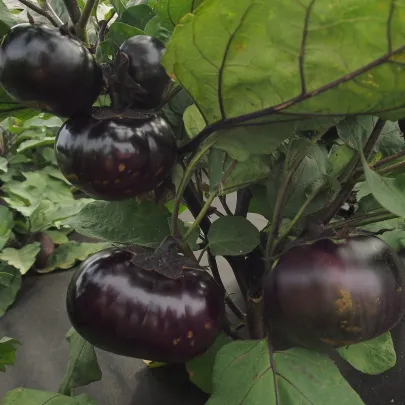 Baklažán Laura - Solanum melongena - semená - 30 ks
