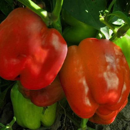 Semená papriky – Paprika Granova – Capsicum annuum