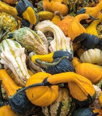 Tekvica Indian Little zmes - Cucurbita pepo - semená - 5 ks