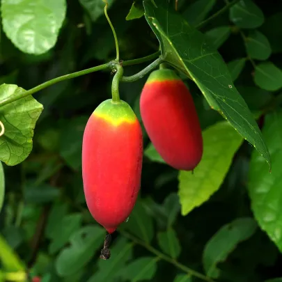 Coccinia - Coccinia grandis - semená - 4 ks