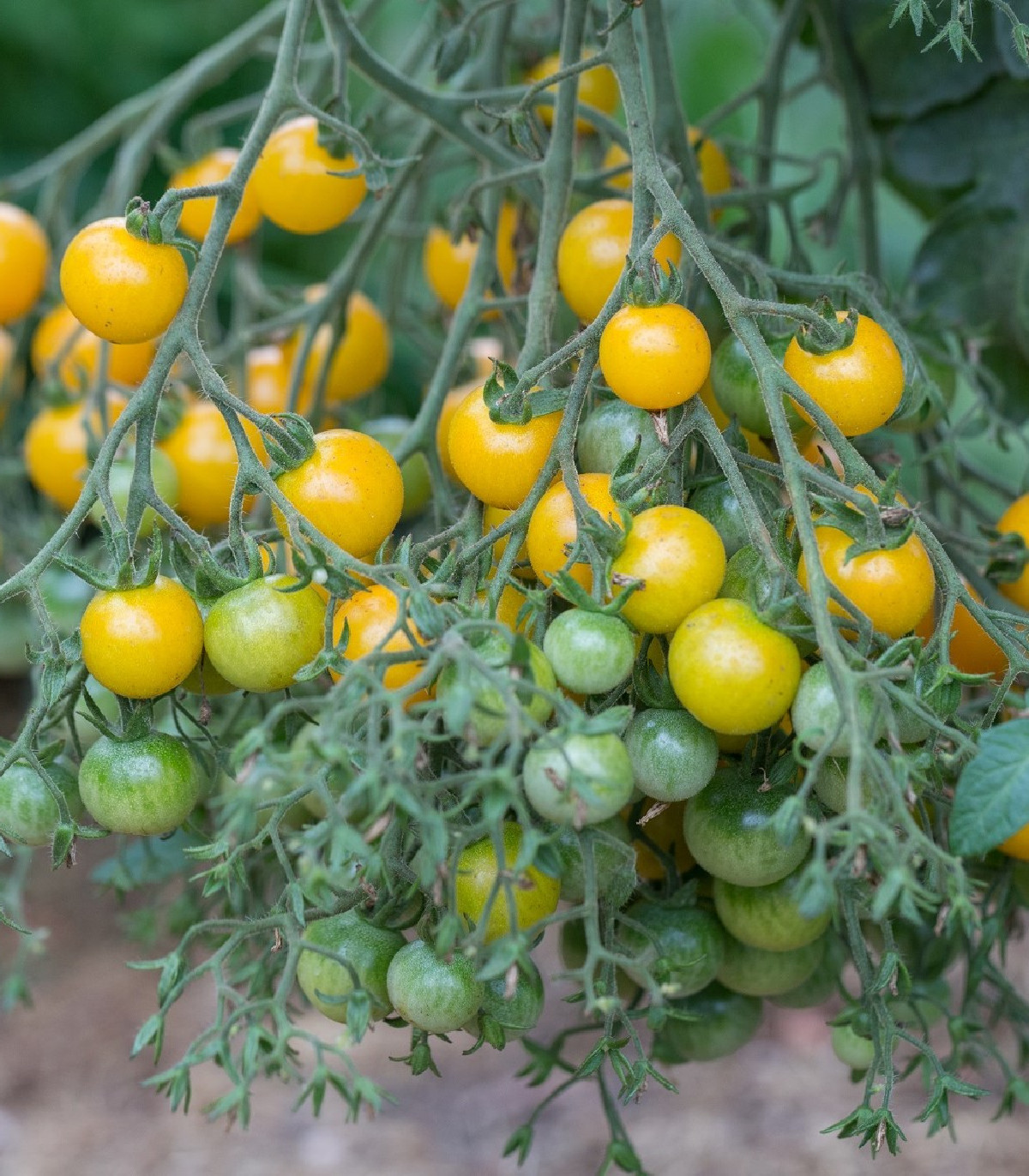 Previsnutá paradajka Tom Yellow - Solanum lycopersicum - semená - 8 ks