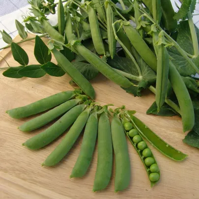 Hrach dreňový Ambassador - Pisum sativum - semená - 45 ks