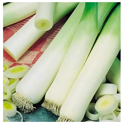 Pór zimný Natan - Allium porrum - semená - 1,5 g
