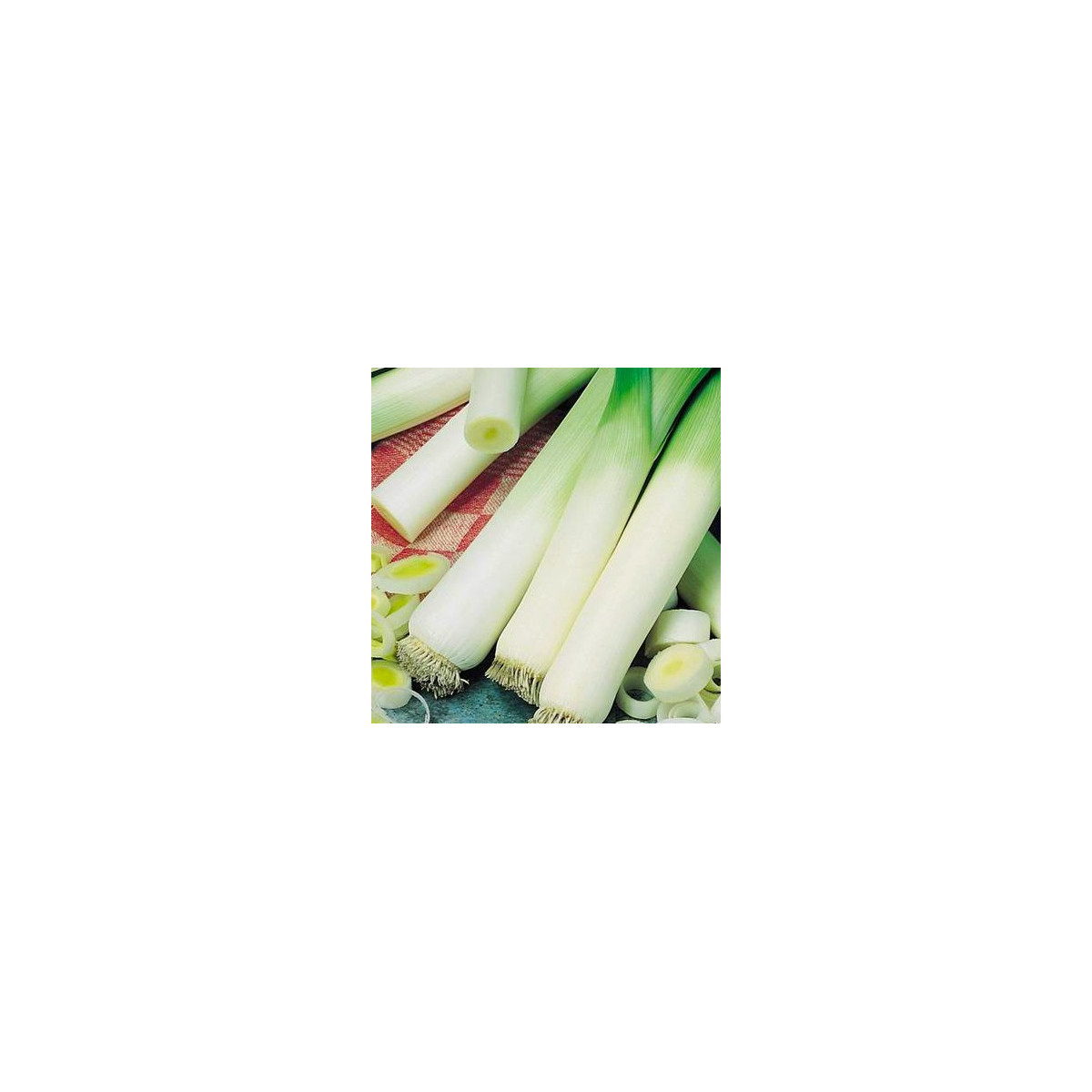 Pór zimný Natan - Allium porrum - semená - 1,5 g