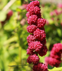 Mrlík hlávkatý - Chenopodium capitatum - semená - 200 ks