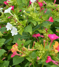 Nocovka jalapovitá zmes farieb - Mirabilis jalapa - semená - 6 ks