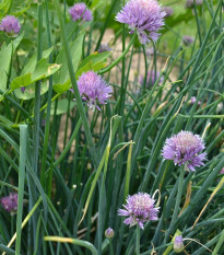 Pažítka pobrežná Splendidus - Allium schoenoprassum - semená - 200 ks