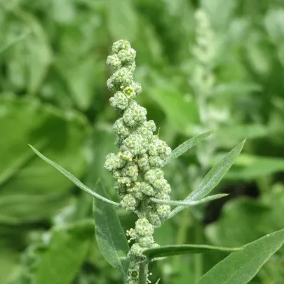 BIO Mrlík všeliek - Chenopodium henricus - bio semená - 150 ks